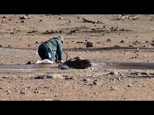 Man Rescues Impala From Mud