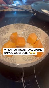 When your Boxer’s spying on you judgy-judgy 😂😂😂 Mia #boxer #dogslife | Mia & Da Gang With Emily