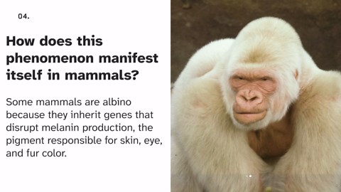 10 interesting facts about albino animals