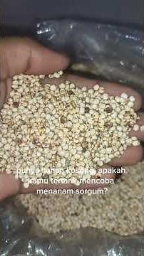 🌾 Sorghum, the versatile crop gaining popularity!