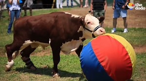 6.1M views · 29K reactions | This rescue cow lost his back foot — but he was SO determined to get better ❤️ | The Dodo | Facebook