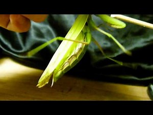 Angry Praying Mantis Hissing ウスバカマキリ♀の威嚇音♪