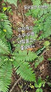 얼마나 좋았으면 소주를~ ##강원도#산삼 #산삼산행#산골#산촌#시골살이#귀촌#자연#야생#힐링#행복#취미#버섯산행#버섯#소주#산행#