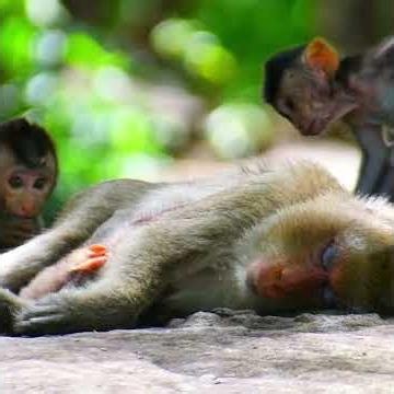 Adorable love baby monkey