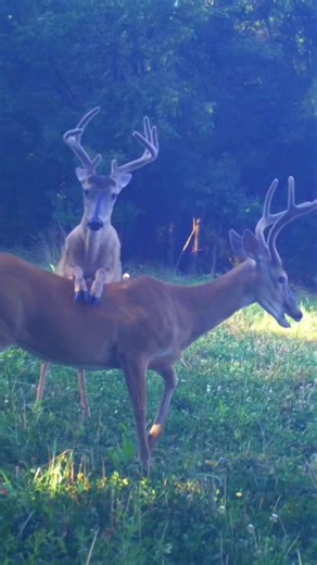 South GA 😘🤷🏼 #whitetaildeer #bowhunting #hunting