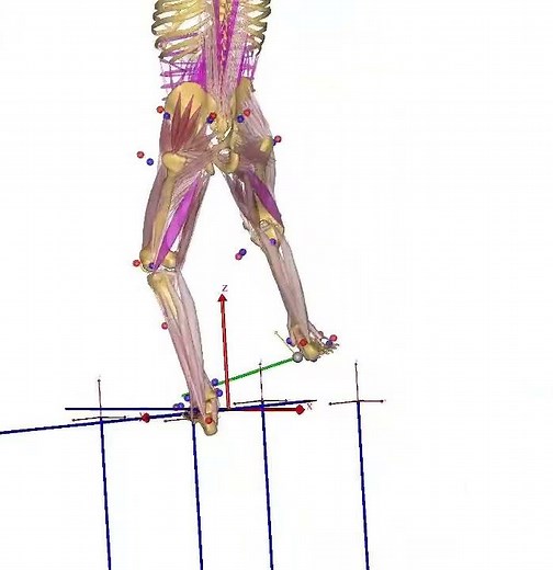 Musculoskeletal simulation of soccer kick and squat using Simi Motion data