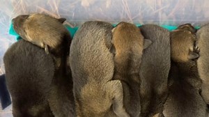 7 red wolf pups welcomed at Durham's Museum of Life and Science