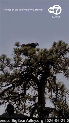 Big Bear eaglet takes first flight