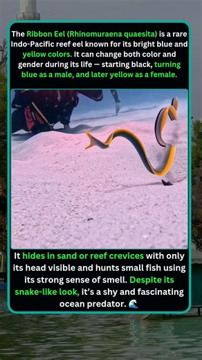 Ribbon Eel: The Color-Changing Ocean Creature That Switches Gender #ribbon