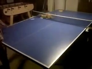 1K views · 738 reactions | Ping Pong Playing Cat :-) | It's Kitty Cat Time | Facebook