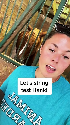 String Testing a Yearling Horse Named Hank