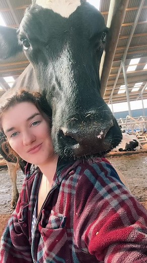 Meet Jeffrey: The Cow with a Unique Talent for Burping!