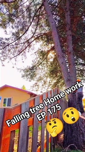 Falling tree Home work EP 175 #treecutting #fall #wood #woodworking #shorts #shortsfeed #stihl