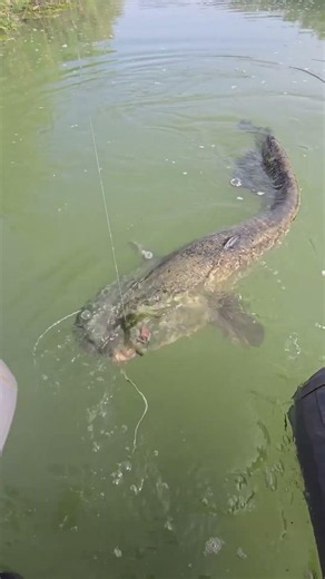 Big Fish #fishing #bigcatfeverrods #carpfishing #freshwaterfish