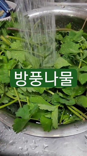보약보다 낫다! 5060 필수 봄나물 '방풍' #방풍나물 #방풍나물효능 #중풍예방 #혈관건강 #봄나물 #건강정보 #음식건강정보 #중년건강 #하루행복 #기관지건강