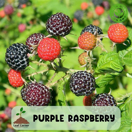 Glencoe Raspberry Plant, Thornless Purple Raspberry Starter Plug, Sweet and Productive Garden Berry - Etsy
