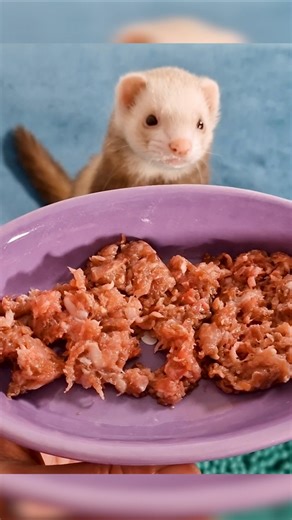 Why Your Ferret Won’t Eat Raw Food