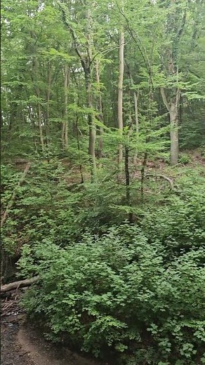 The border of the Free City of Danzig with Poland.