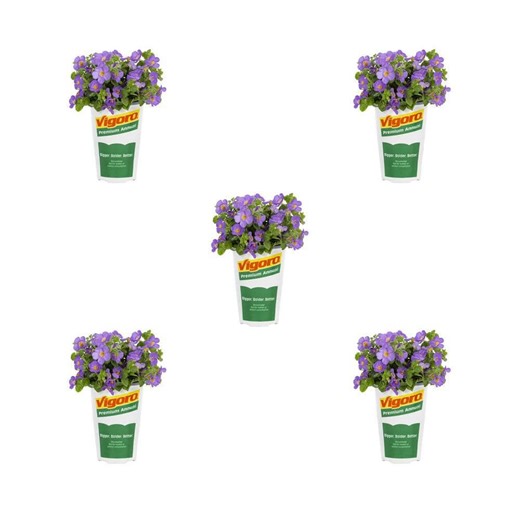 Reviews for Vigoro 1.5-Pint Bacopa Water Hyssop Betty Deep Blue Purple Annual Plant (5-Pack) | Pg 1 - The Home Depot