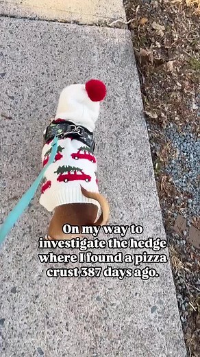 Dogs Never Forget: Heartwarming Beagle Moments