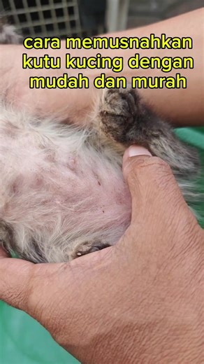 bedak kutu kucing super gong banget #ngobatinkucing #viral #kucinglucu #bedakkutukucing