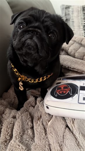 Snoop the Pug: Handsome Moments Captured on TikTok
