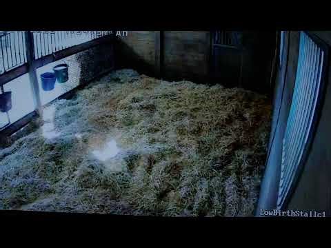 First night of Indy's FOAL WATCH!