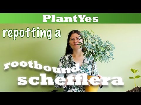 Repotting a rootbound Schefflera arboricola 🌿