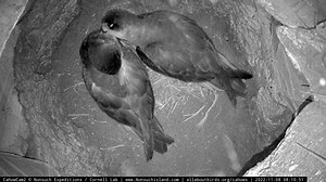 3.8K views · 424 reactions | The Bermuda Petrels from the Cahow Cam 2...