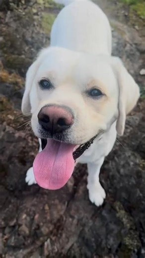 They’re Not Just Dogs… They’re Everything 🐾
