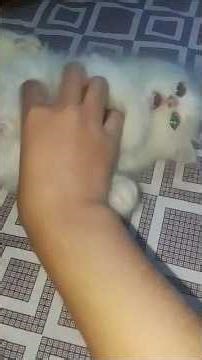 cute biral..😻 কার কার বিড়াল পছন্দ..? #piu #biral #shortvideo