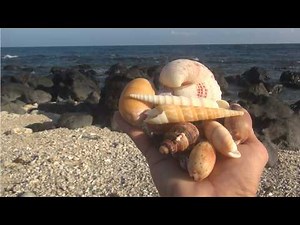 A Day at the Beach Collecting Seashells & Relaxing