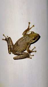 Strange Big Tree Frog 🫨😅 #animals #asia #wildlife #wildlifephotography | Karmatronic