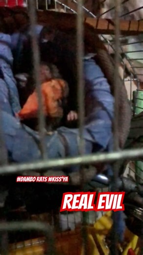 Resident Evil #dambo #rats #residentevil