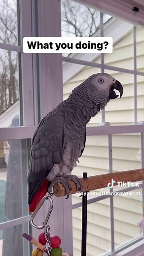 Meet Symon: The Hilarious Talking African Grey Parrot
