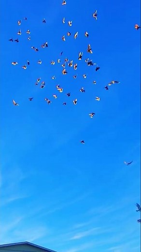 birmingham roller pigeons #birds #thepigeonmedia #rollerpigeon
