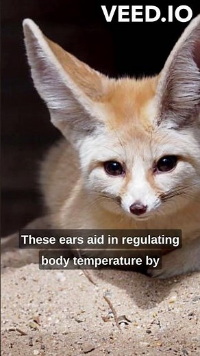 The fennec fox has large ears that help dissipate heat in its desert habitat.