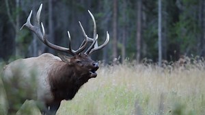 #PROJECTELK follows the epic journey alongside one of North America’s most majestic creatures, the Rocky Mountain elk. "It is compelling and delivers an important message for all ages and lifestyles that examines the vital link between hunting and conservation.” Now Available in the iTunes Store --> https://goo.gl/Rm01an | Rocky Mountain Elk Foundation