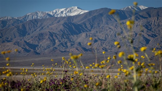 Death Valley sees its most spectacular superbloom in a decade