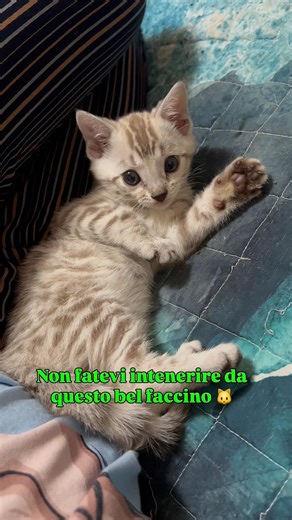 Ig andrea_pappa per non perdervi nulla 🧡 #bengala #gattobengala #bengalcat #cat #cats #kitten
