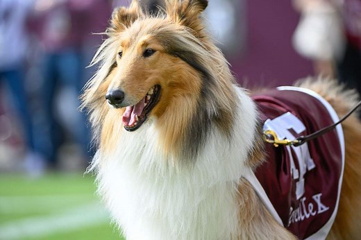 Reveille: Texas A&M Official Mascot's History and What Happens If She Barks in Class - Sportscasting | Pure Sports