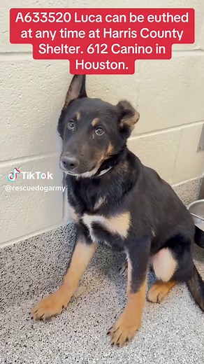 Who can foster or adopt Luca? #justiceforcinco #fyp #rescuedogarmystrong #rescuedogarmy❤️ #rescuedogarmy #houstondog #houstonwehaveaproblem #fosteringsaveslives #thisistexas #thisishouston #ASMT #fosteringsaveslives❤️ #houston #houstonwegotaproblem #shelterdogs #houstonshelter #houstondogs #texas #fosteringsaves #fosteringsavesdogs