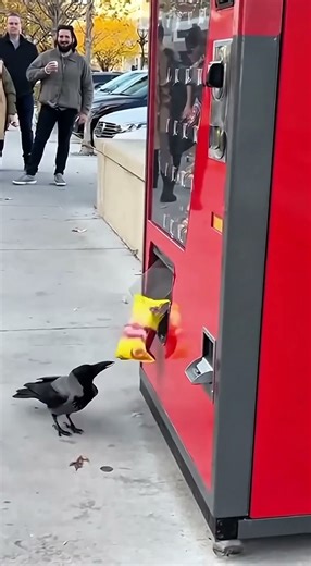 Smart Crow Buys Snack From Vending Machine #viral