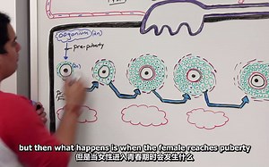【生殖系统】（中英字幕）排卵 Female Reproductive Cycle _ Ovulation- Ninja Nerd