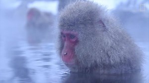 5.3K views · 105 reactions | As the first frosts arrive, we can't resist this fabulous film of meditative snow monkeys taking advantage of hot springs. | National Geographic UK | Facebook