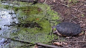 Common Snapping Turtles are important predators and scavengers in their ecosystem. They eat fish, frogs, insects, plants, and even other reptiles. They also scavenge carrion. They can be defensive on land, but tend to swim away in the water. This snapper was moving from one wetland to another, allowing us to watch it. #NatureisNeat #reptile #turtle #optoutside | Savannah River Ecology Laboratory