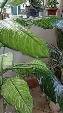 A simple house plant collection