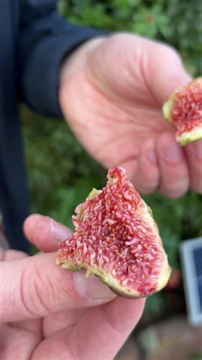 Ist die Feige gar nicht wirklich Vegan? 🤔 Alle Rezepte mit genauen Mengen, Temperaturen, Zeiten und detaillierter Anleitung findest du in der BrotmitEi Rezeptdatenbank. Zugänglich für alle Kanalmitglieder und Patreons. Den Link findest du im Profil! ❤️ #kochen #rezepte #fy #Brotmitei #Feige