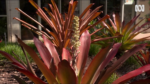 Plant Profile | Bromeliads - Gardening Australia