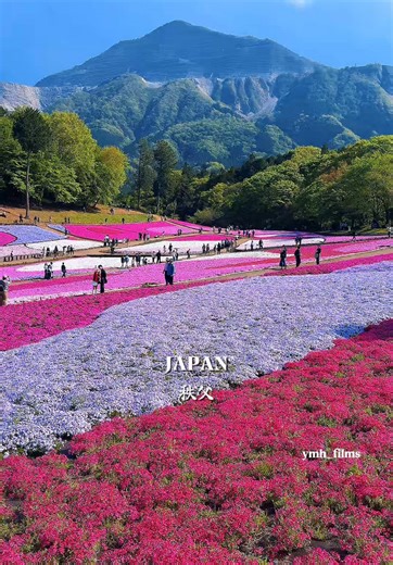 Discover Chichibu's Shibazakura in Full Bloom